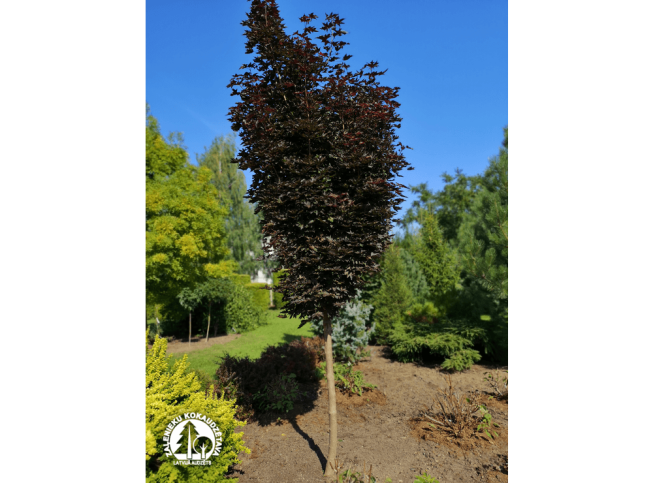 Acer platanoides   'Crimson Sentry'
